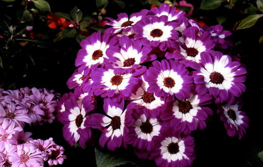 610178 (a): :1800x1144